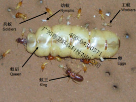 廣州專(zhuān)業(yè)滅治白蟻公司